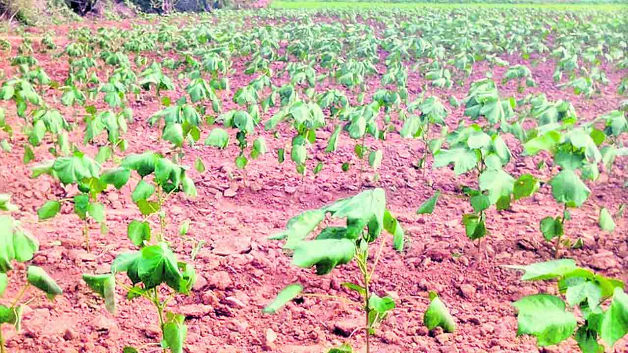 ముదురుతున్న నారు.. ఎండుతున్న పత్తి మొక్కలు
