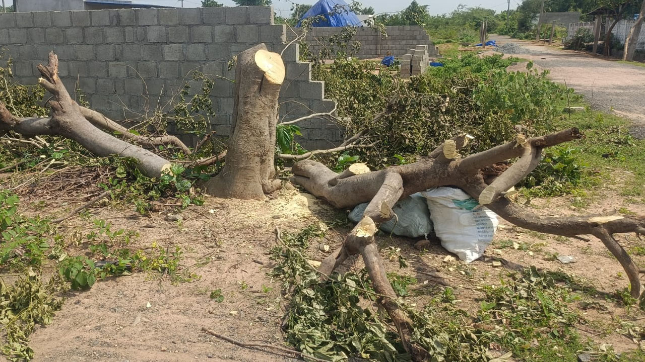 Haritha Haram Trees