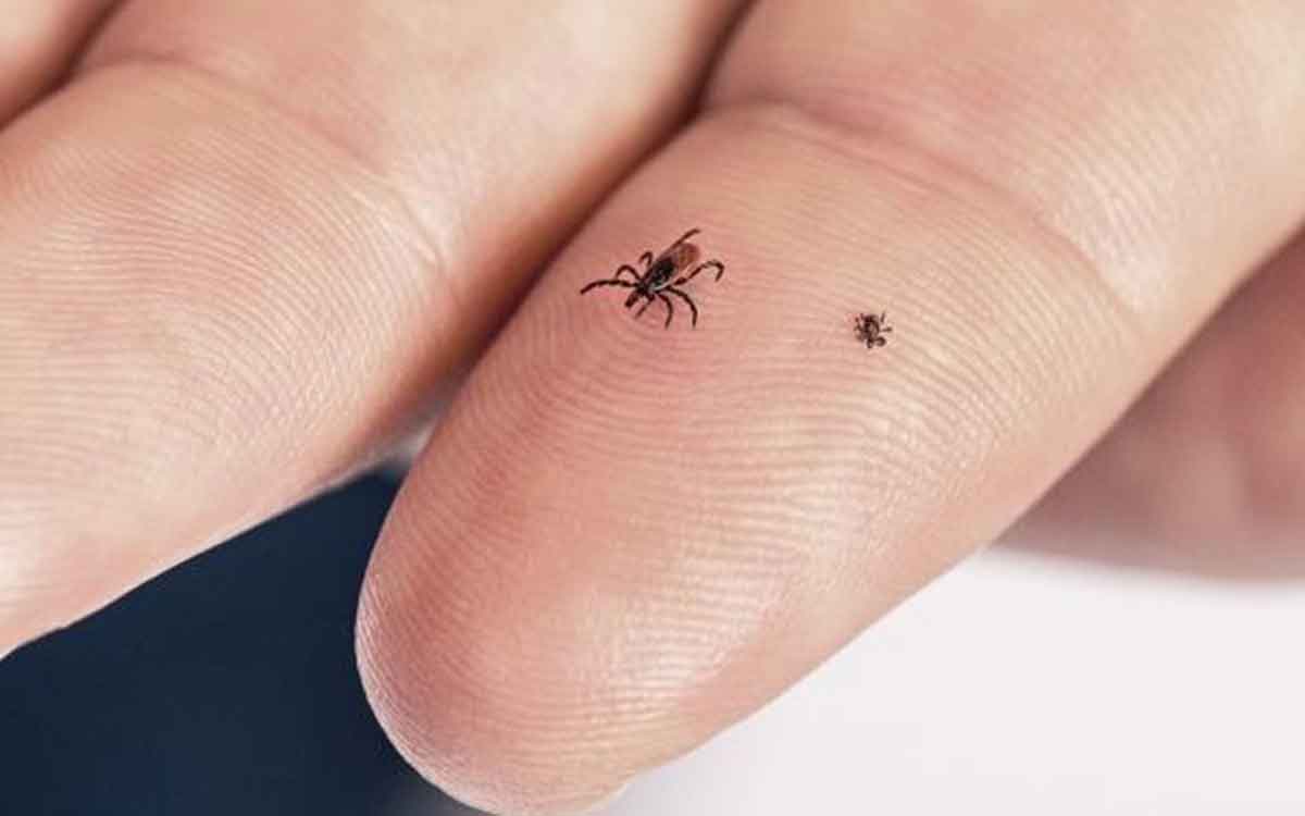 Tick