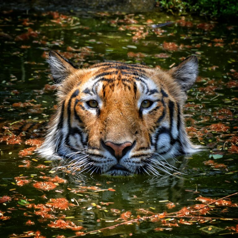Indian Wildlife: Stunning Photos Capture Nature’s Vibrant Beauty Across India Indian Wildlife: Stunning Photos Capture Nature’s Vibrant Beauty Across India